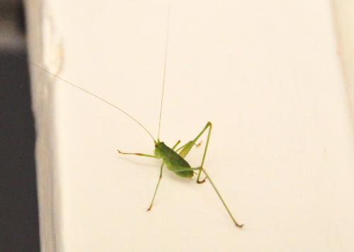 Phaneropterinae