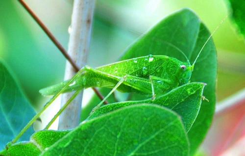 Phaneroptera nana
