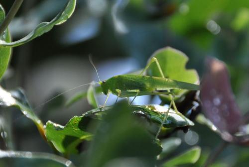 Phaneroptera nana