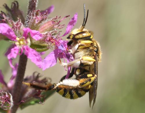 Anthidium florentinum