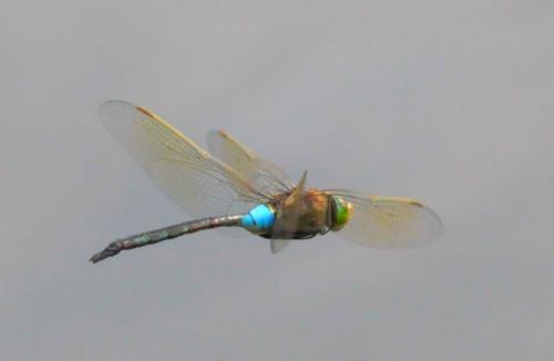 Anax parthenope