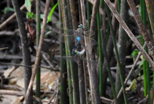 Anax parthenope