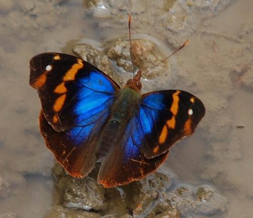 Epiphile epimenes kalbreyeri