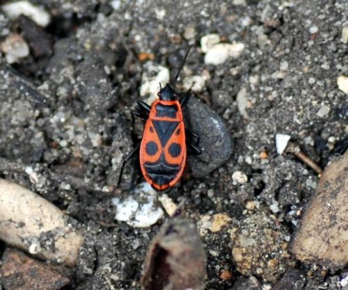 Pyrrhocoris apterus