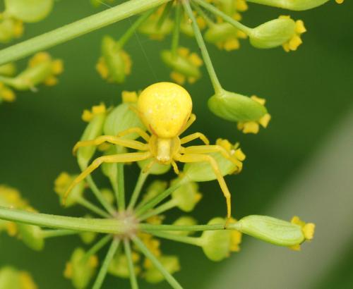 Misumena vatia