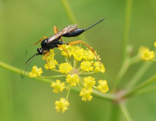 Cryptinae
