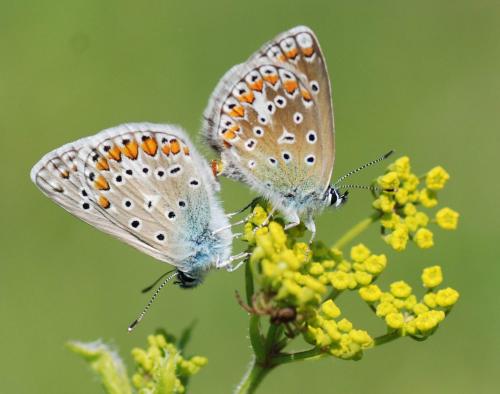 Réf. 74 756 : Polyommatus sp.