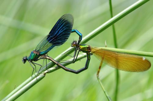 Calopteryx splendens