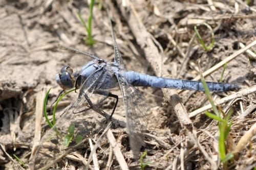 Orthetrum brunneum