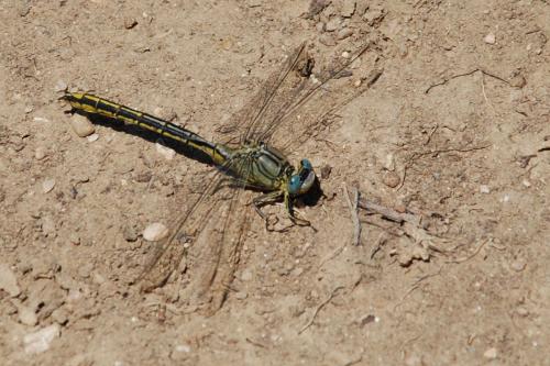Gomphus pulchellus