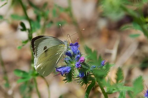 Réf. 74 091 : Pieris brassicae