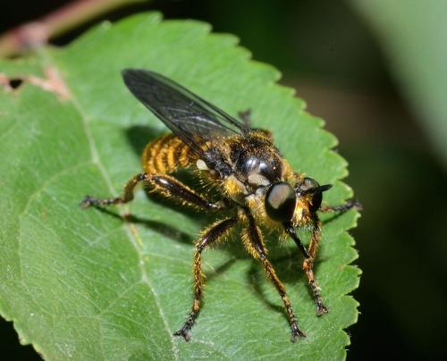 Réf. 74 230 : Choerades fimbriata