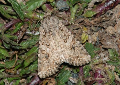 Réf. 74 724 : Anarta trifolii
