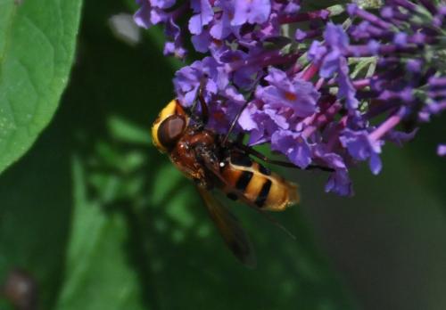 Volucella zonaria