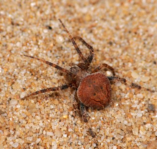 Réf. 74 463 : Neoscona subfusca