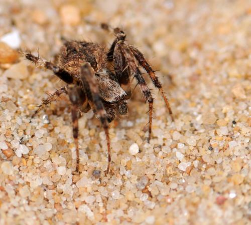 Réf. 74 462 : Neoscona subfusca