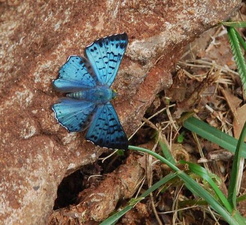Réf. 74 901 : Lasaia agesilas