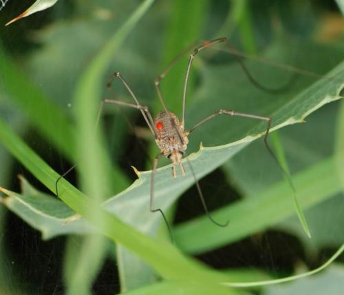 Réf. 74 400 : Phalangium opilio