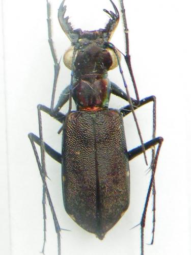 Réf. 74 273 : Odontocheila sp.