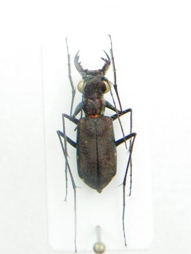 Odontocheila sp.