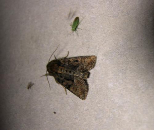 Oligia sp.