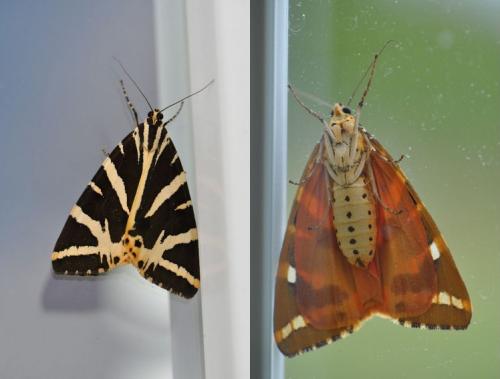 Euplagia quadripunctaria