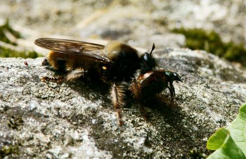 Laphria flava