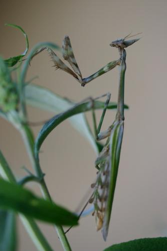 Réf. 74 293 : Empusa pennata
