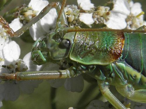 Ephippiger diurnus diurnus