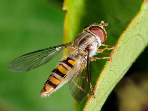 Réf. 74 447 : Episyrphus balteatus