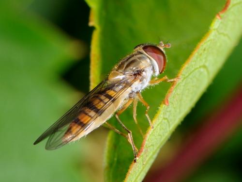 Episyrphus balteatus