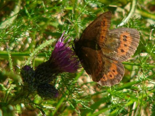 Erebia ligea