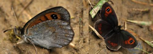 Réf. 74 450 : Erebia rondoui