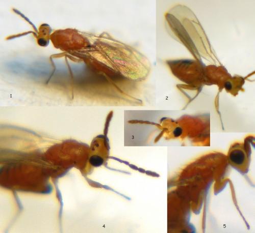 Cirrospilus sp.