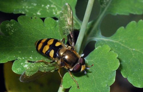 Eupeodes corollae