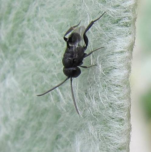 Brachygaster minutus