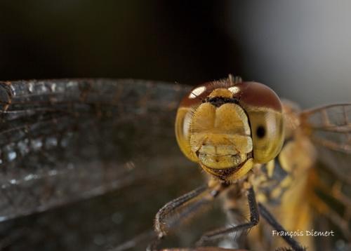 Sympetrum sanguineum
