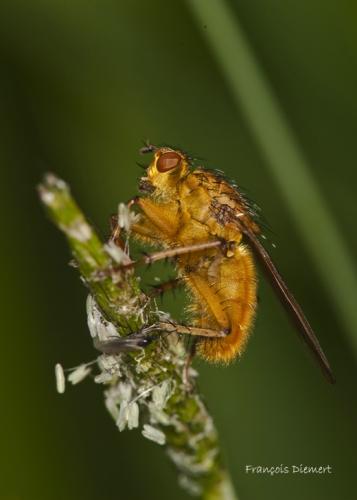 Scathophaga stercoraria