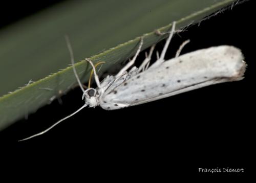 Yponomeuta sp.