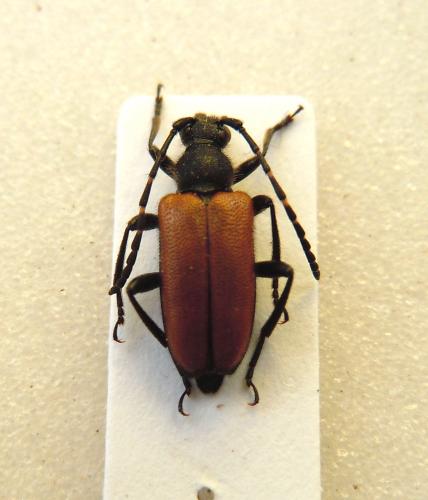 Réf. 74 480 : Stictoleptura maculicornis