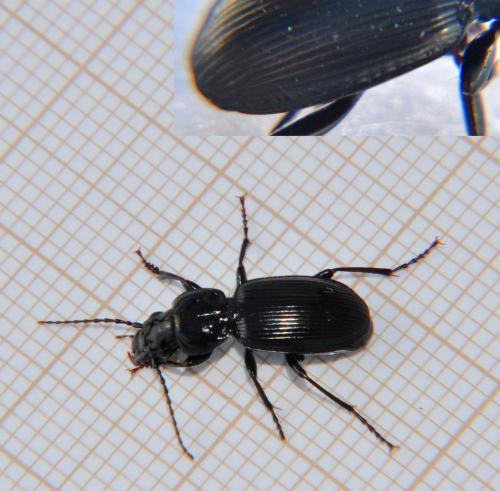 Pterostichus madidus