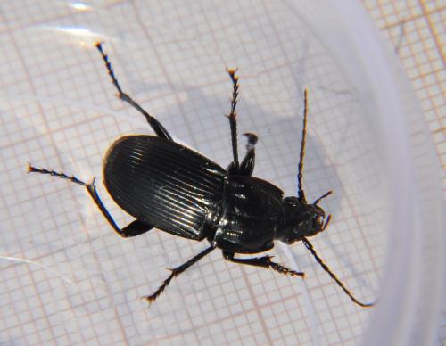 Réf. 74 302 : Abax parallelepipedus