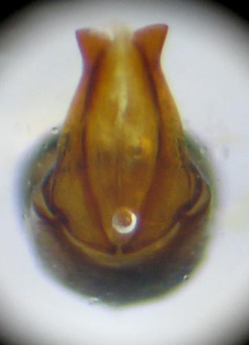 Onthophagus ruficapillus