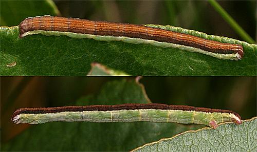 Réf. 74 241 : Lythria sp.