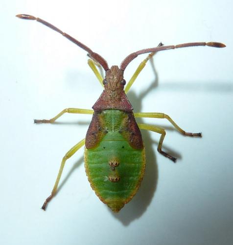 Gonocerus acuteangulatus