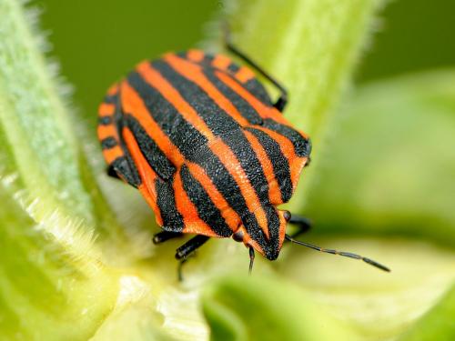 Graphosoma italicum
