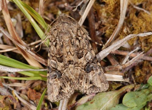 Anarta pugnax