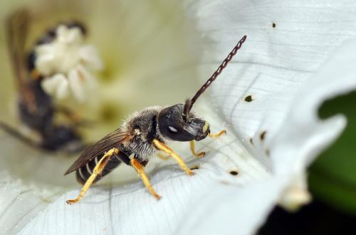 Réf. 74 558 : Halictus langobardicus