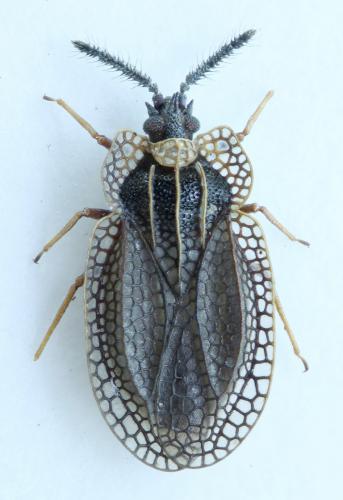 Kalama tricornis