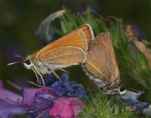 Réf. 74 350 : Thymelicus sp.